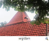 Hohne 5.7.21-Jungstorch auf Kirchendach (G.Papenburg)