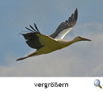 Hornbostel : Fliegender Jungstorch, Foto A. Rubner
