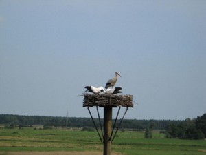 Nest in Jeversen, 2008.